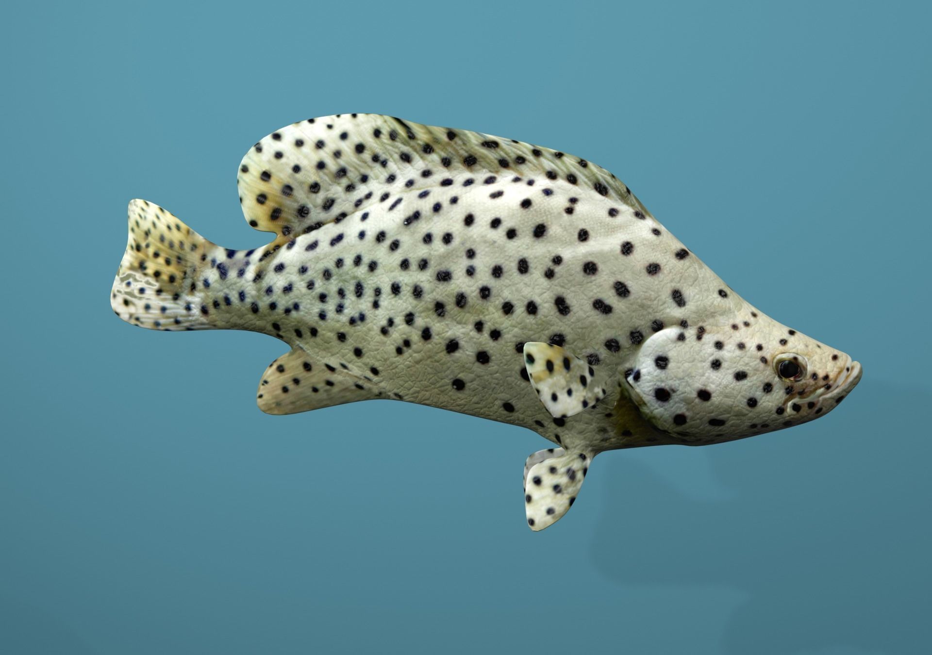Grouper Species Varieties 3D Model Collection_43