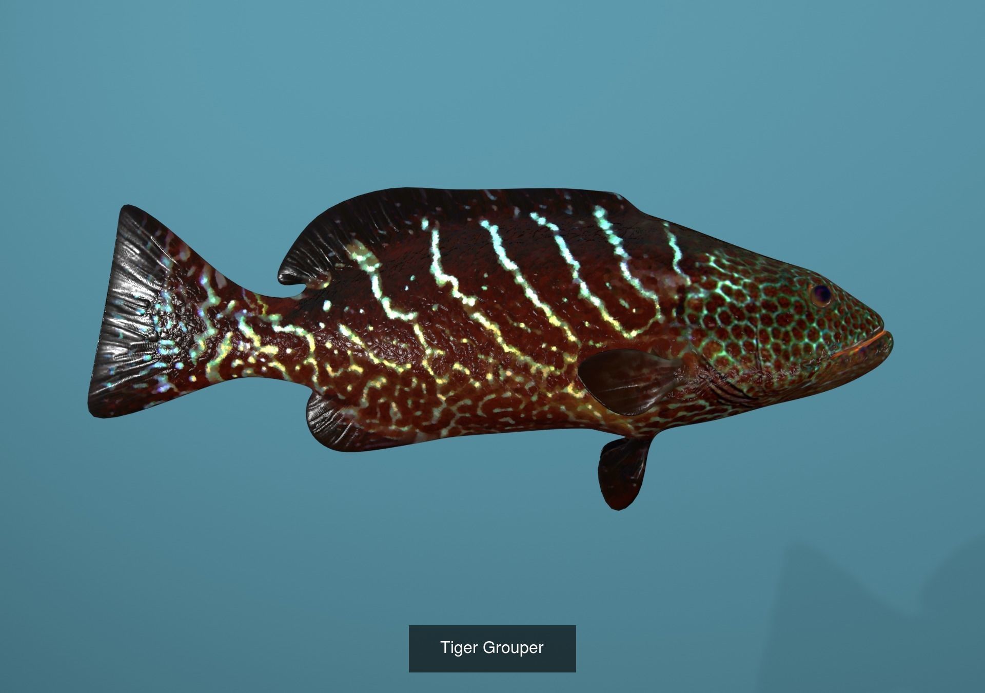 Grouper Species Varieties 3D Model Collection_11
