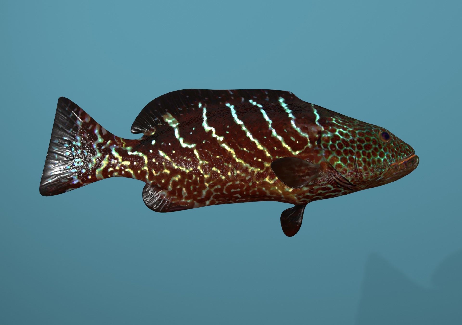 Grouper Species Varieties 3D Model Collection_71