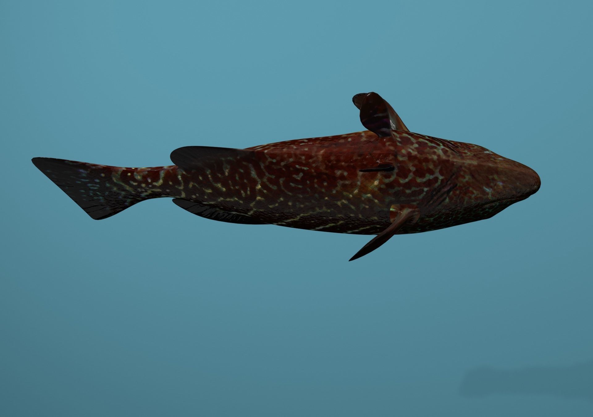Grouper Species Varieties 3D Model Collection_67