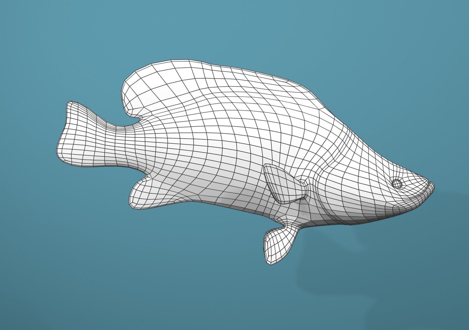 Grouper Species Varieties 3D Model Collection_56