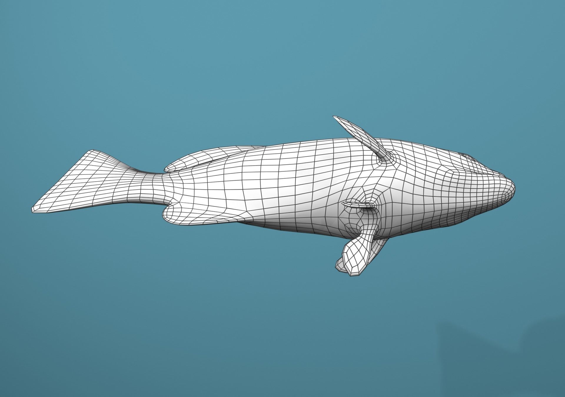 Grouper Species Varieties 3D Model Collection_70