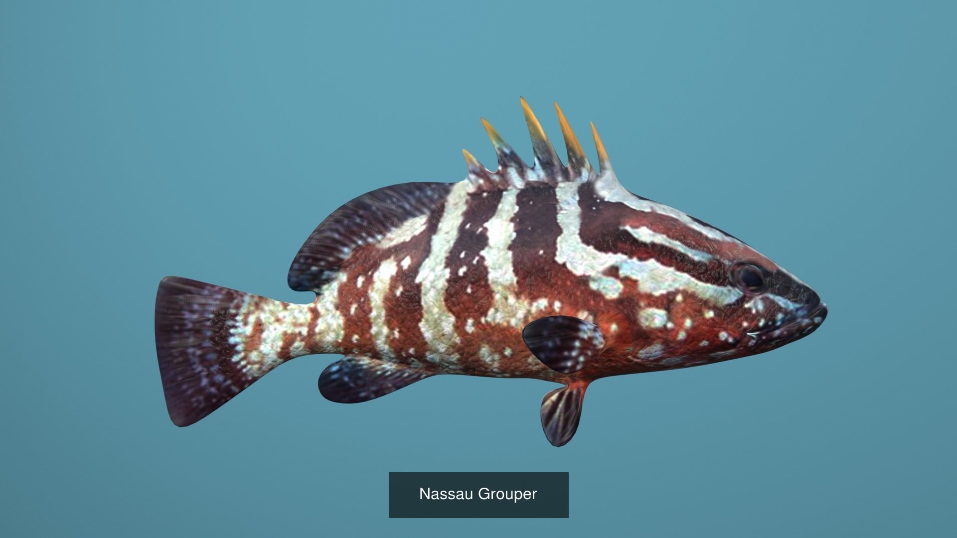Grouper Species Varieties 3D Model Collection_7