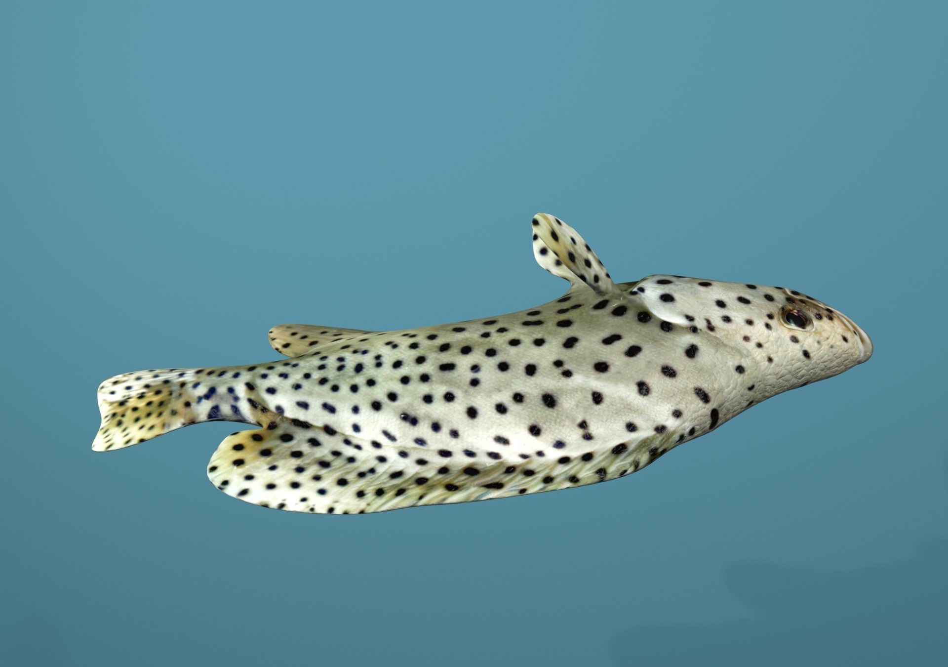 Grouper Species Varieties 3D Model Collection_47