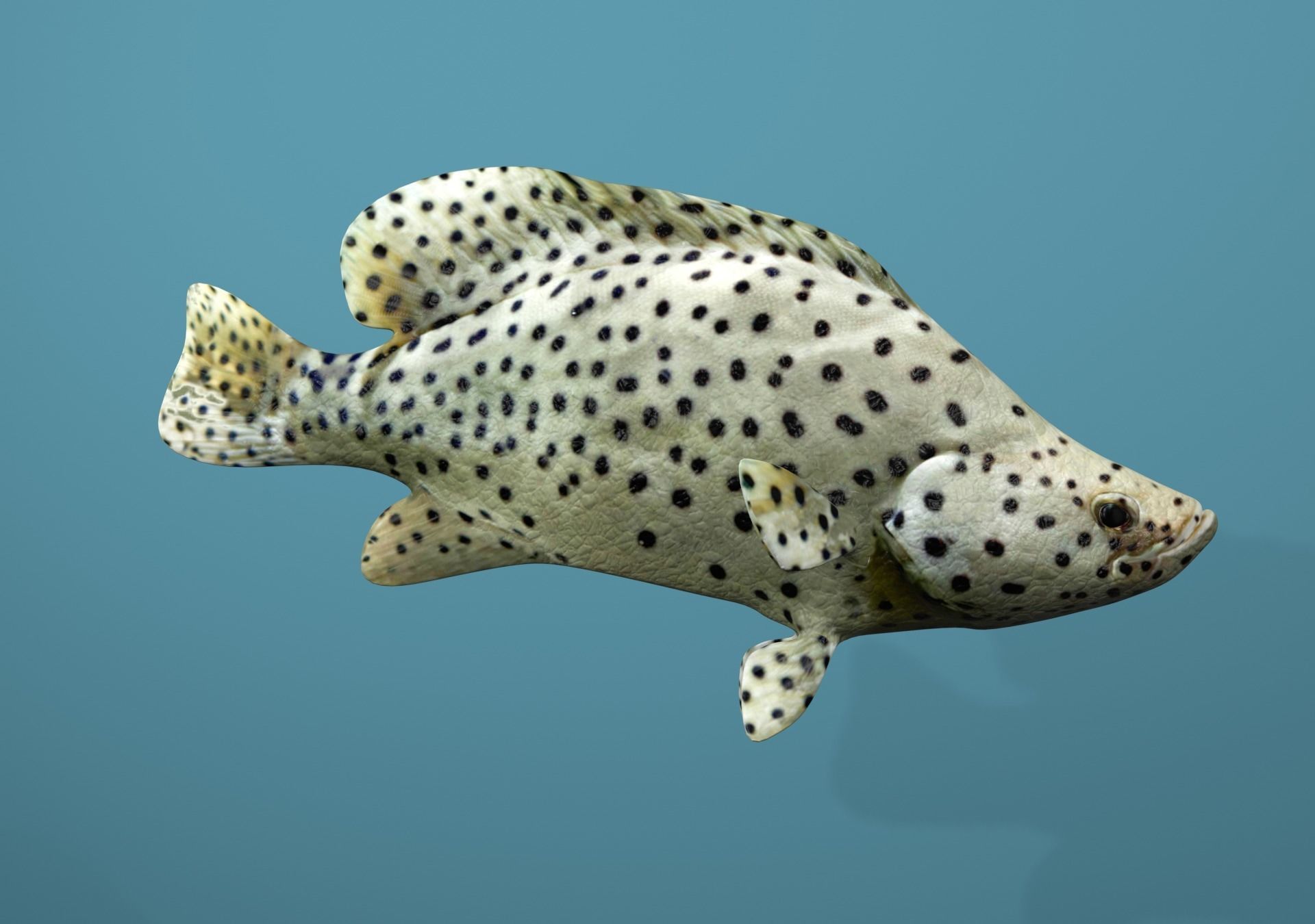 Grouper Species Varieties 3D Model Collection_55