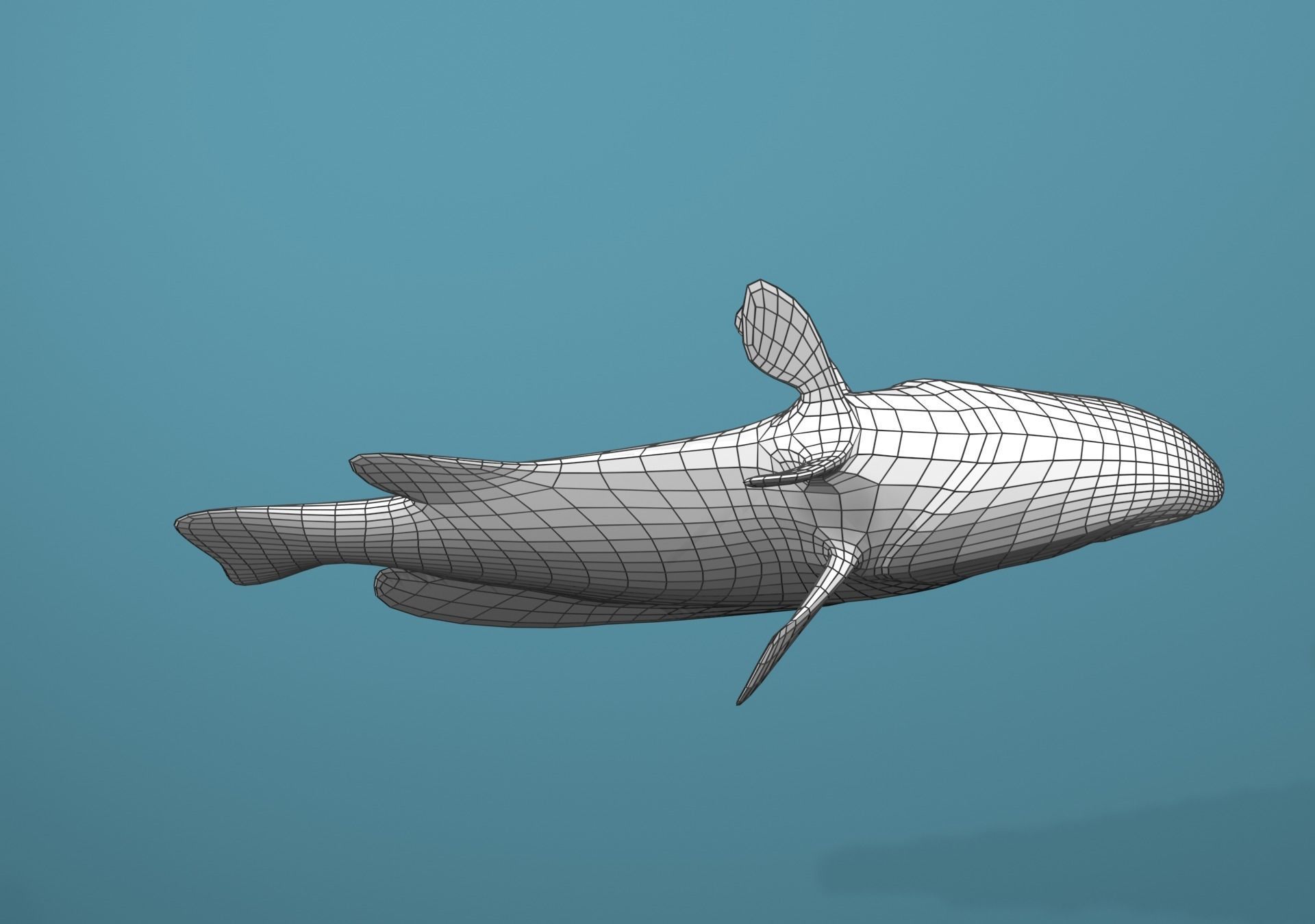 Grouper Species Varieties 3D Model Collection_52