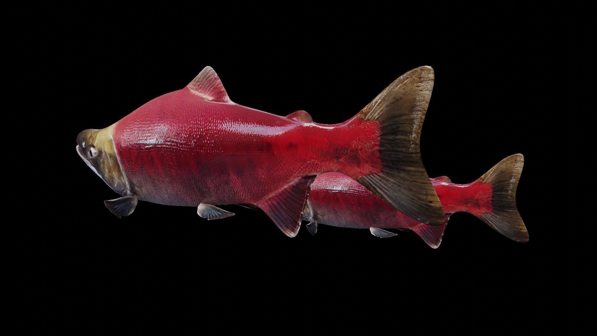 Sockeye Salmon Low-poly 3D model_13