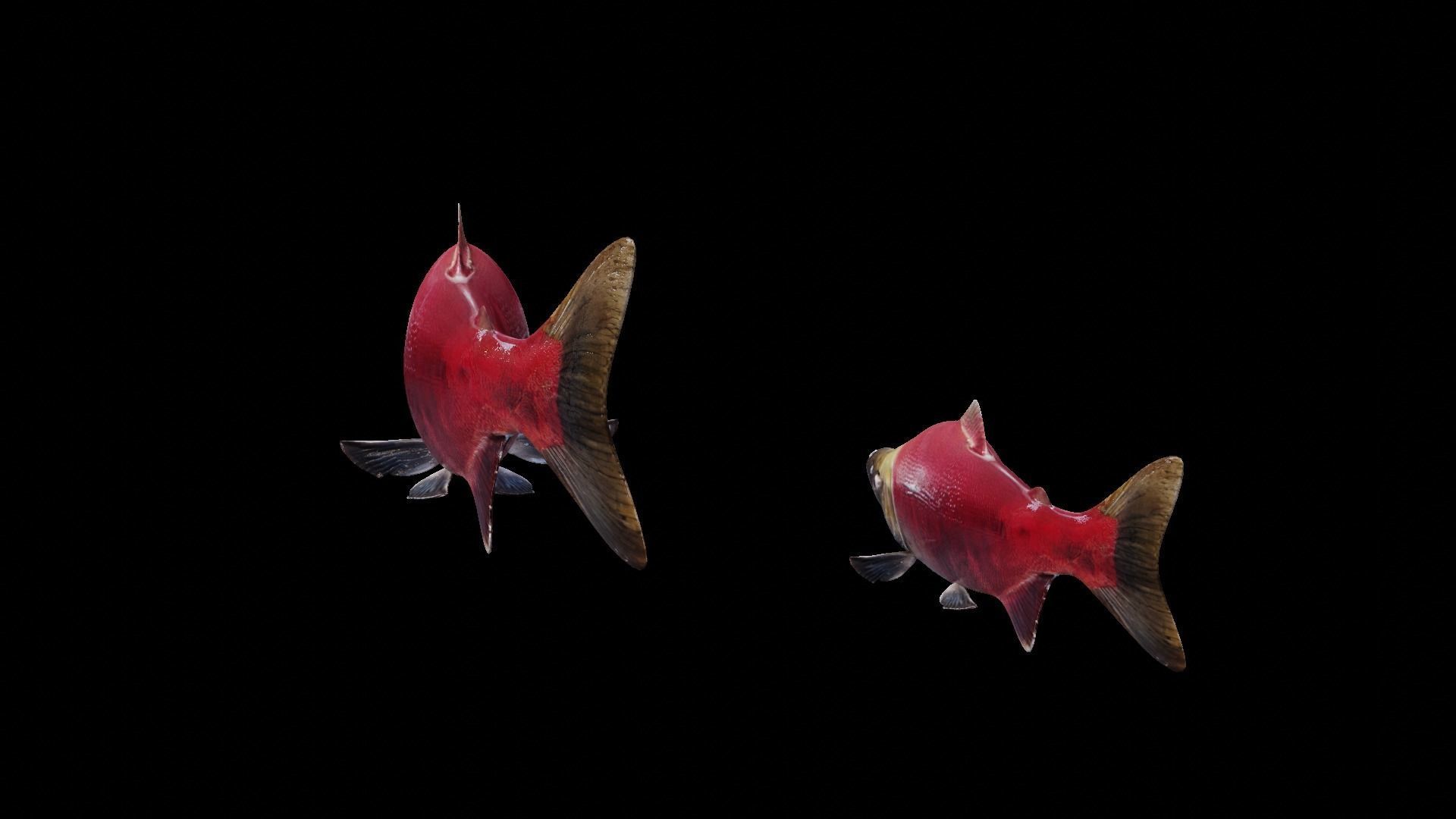 Sockeye Salmon Low-poly 3D model_11