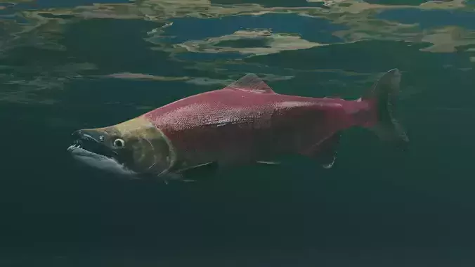 Sockeye Salmon Low-poly 3D model