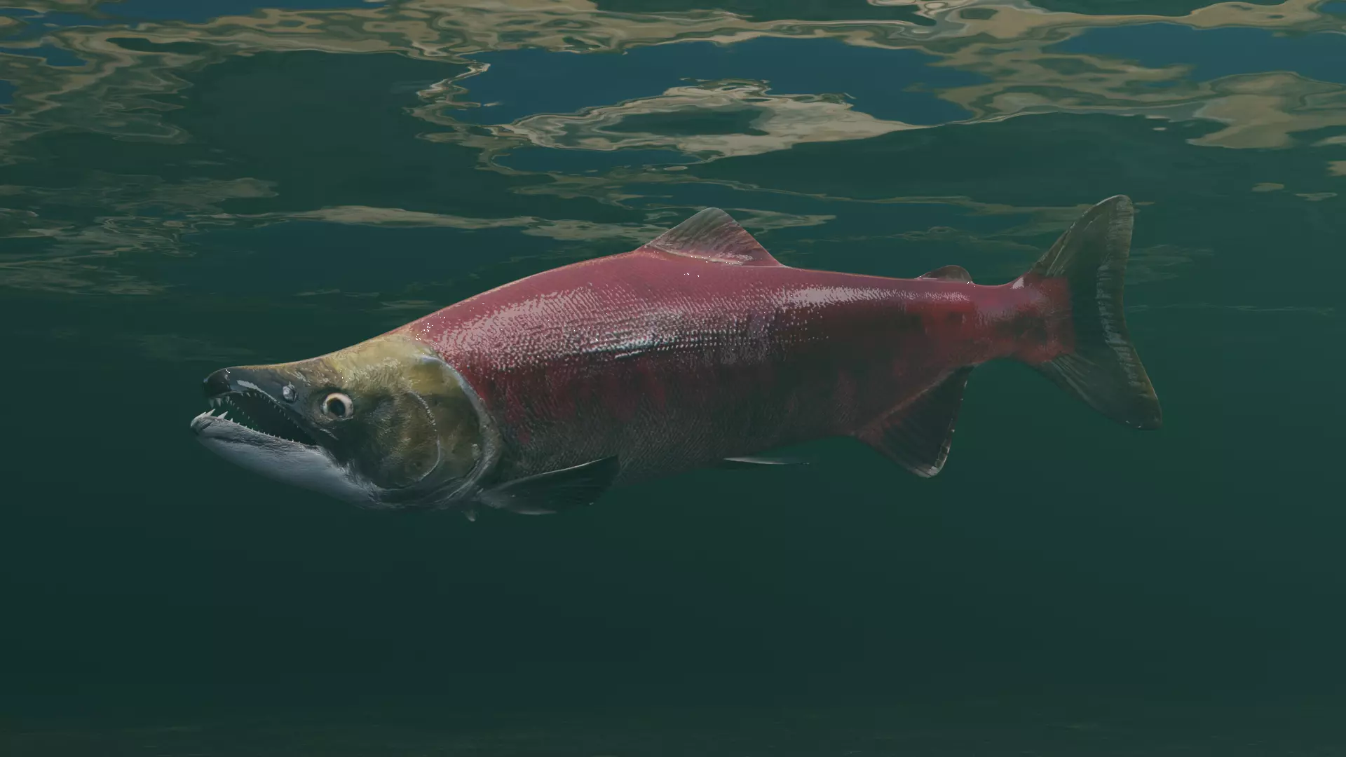 Sockeye Salmon Low-poly 3D model_0