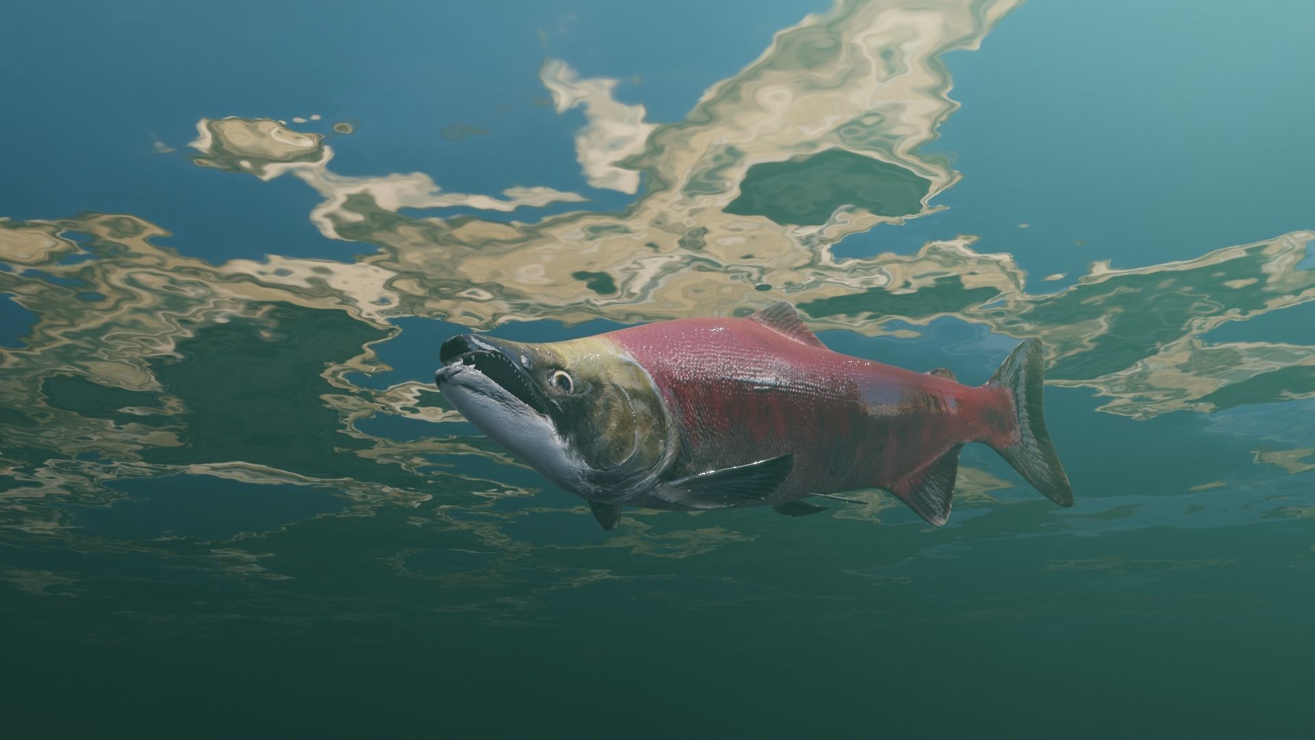 Sockeye Salmon Low-poly 3D model_44