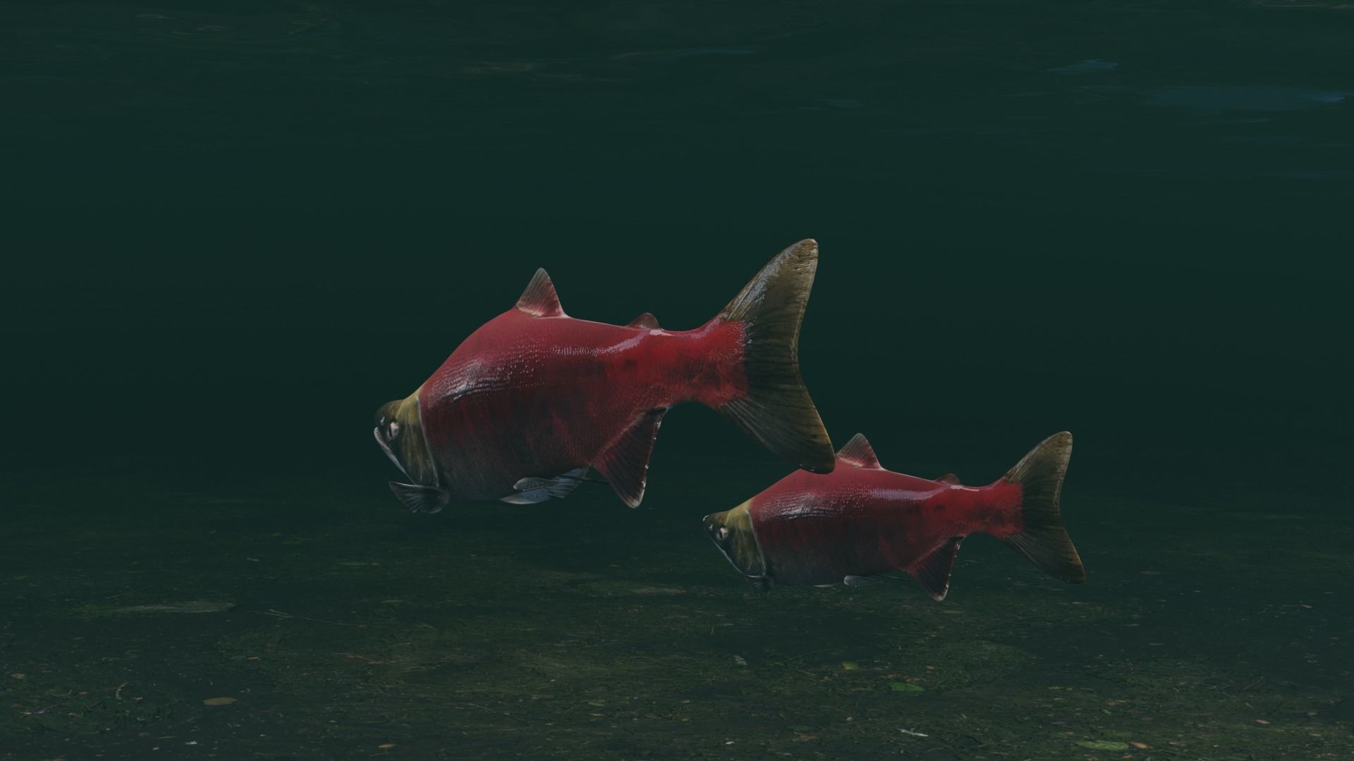 Sockeye Salmon Low-poly 3D model_4
