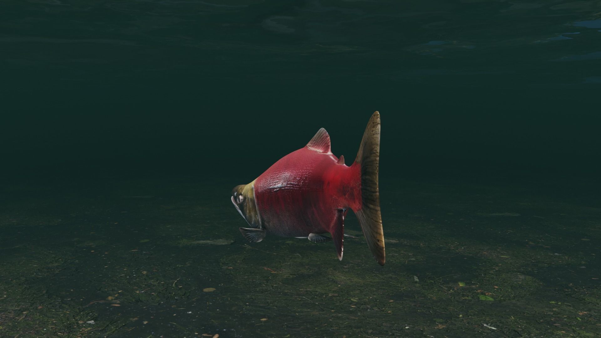 Sockeye Salmon Low-poly 3D model_8