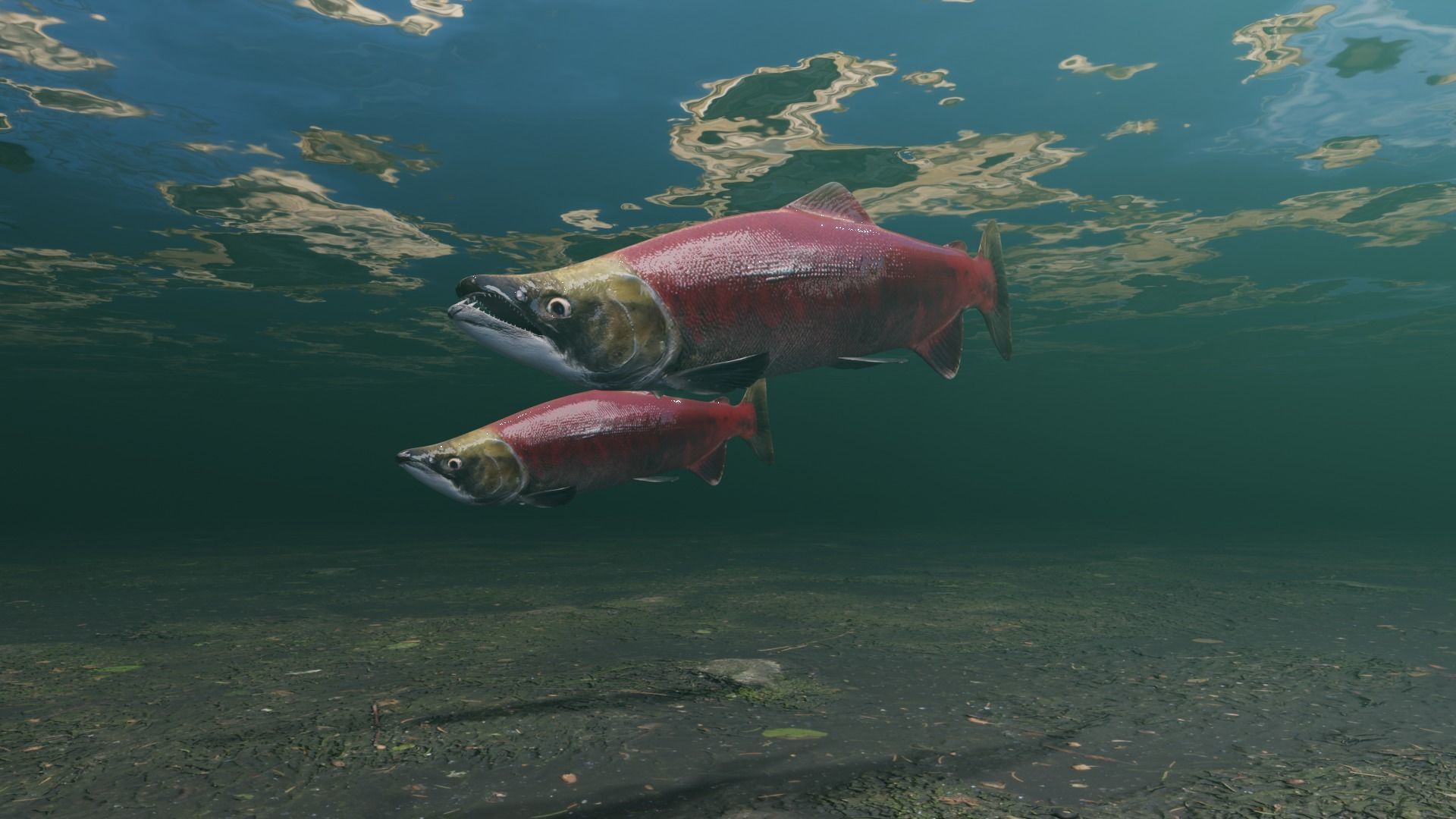 Sockeye Salmon Low-poly 3D model_9