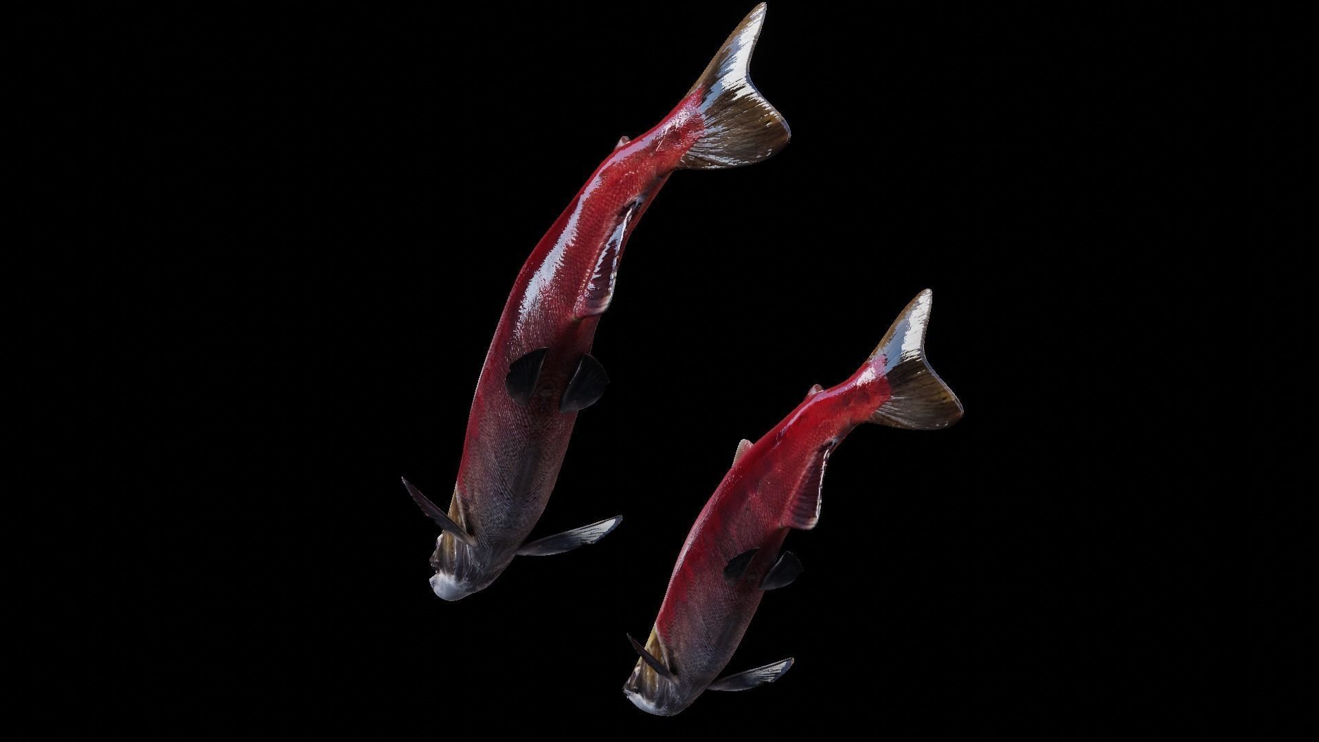 Sockeye Salmon Low-poly 3D model_12