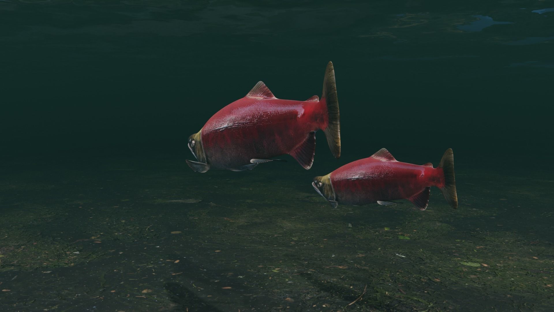 Sockeye Salmon Low-poly 3D model_7