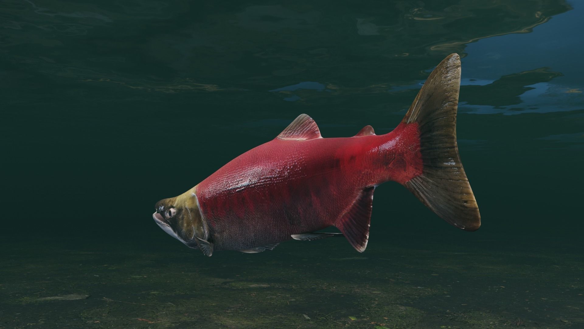 Sockeye Salmon Low-poly 3D model_46
