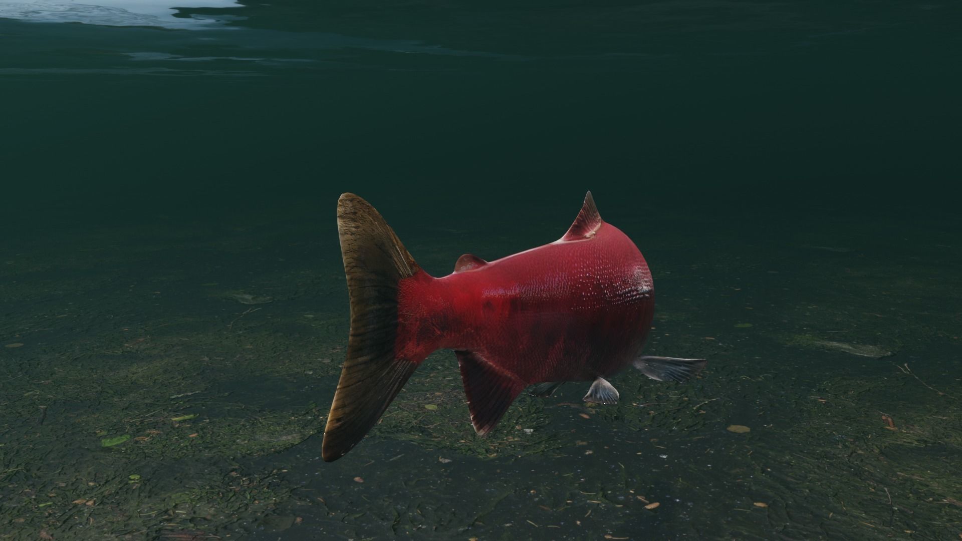 Sockeye Salmon Low-poly 3D model_5