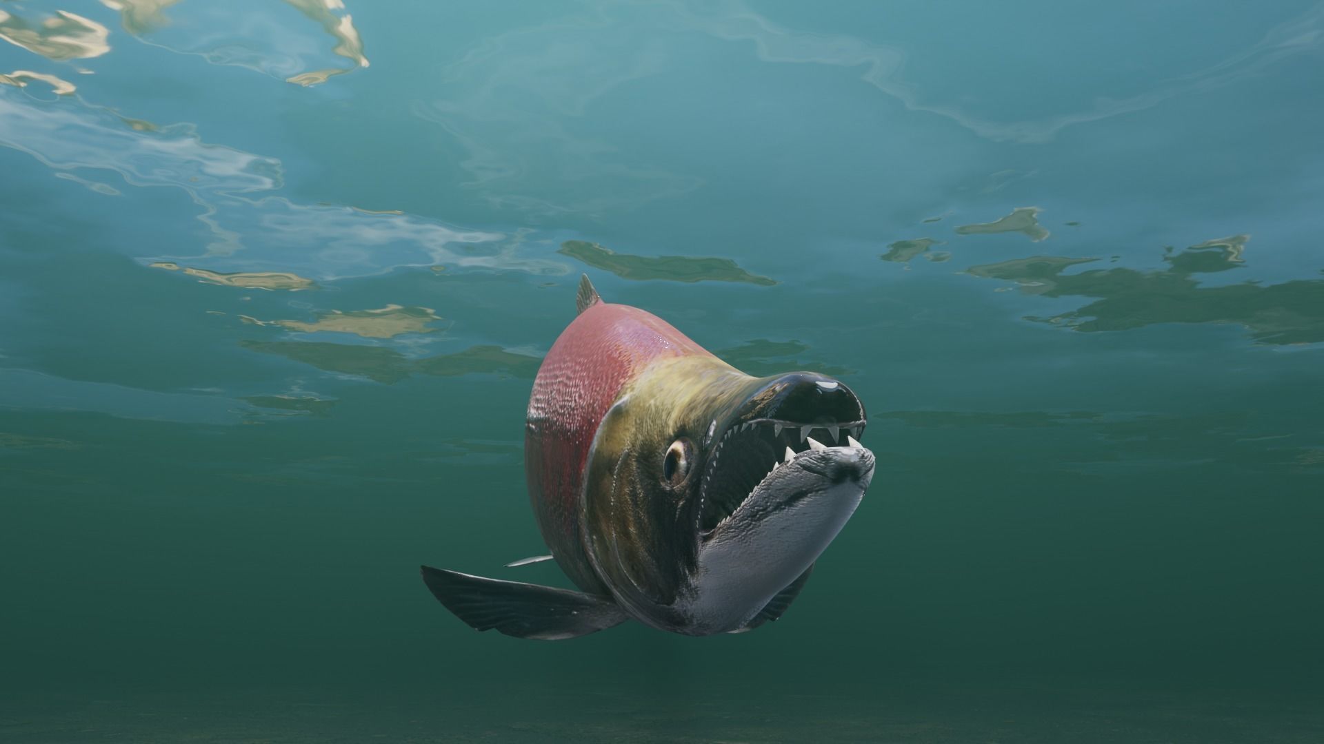 Sockeye Salmon Low-poly 3D model_33