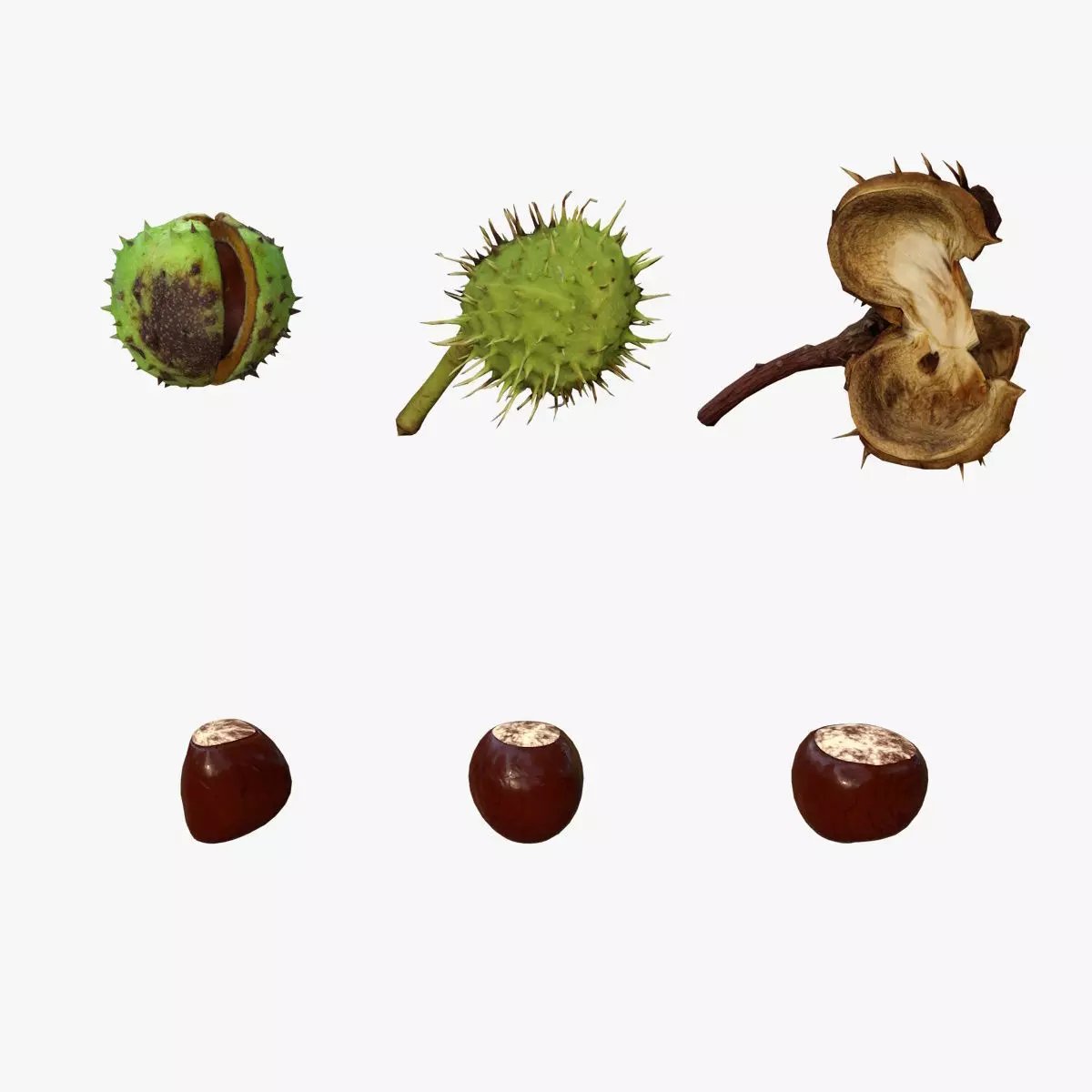 chestnut with core Low-poly 3D model
