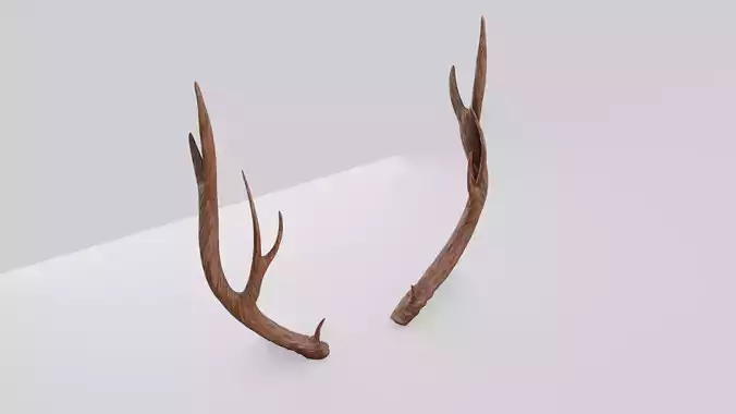 Deer Antlers Free 3D model