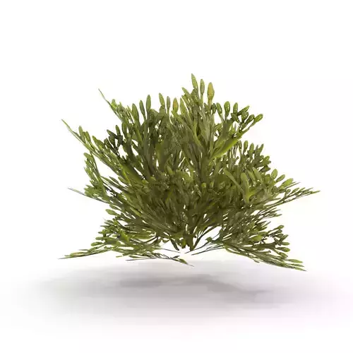 Egg Wrack seaweed V2 Low-poly 3D model