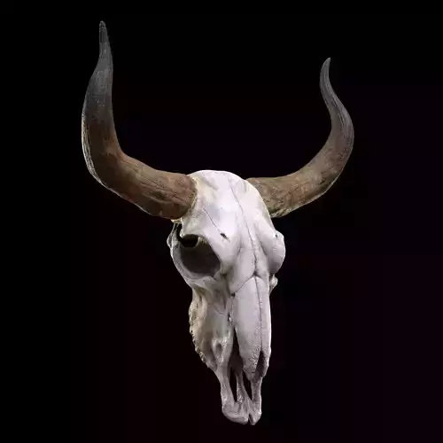 longhorn skull