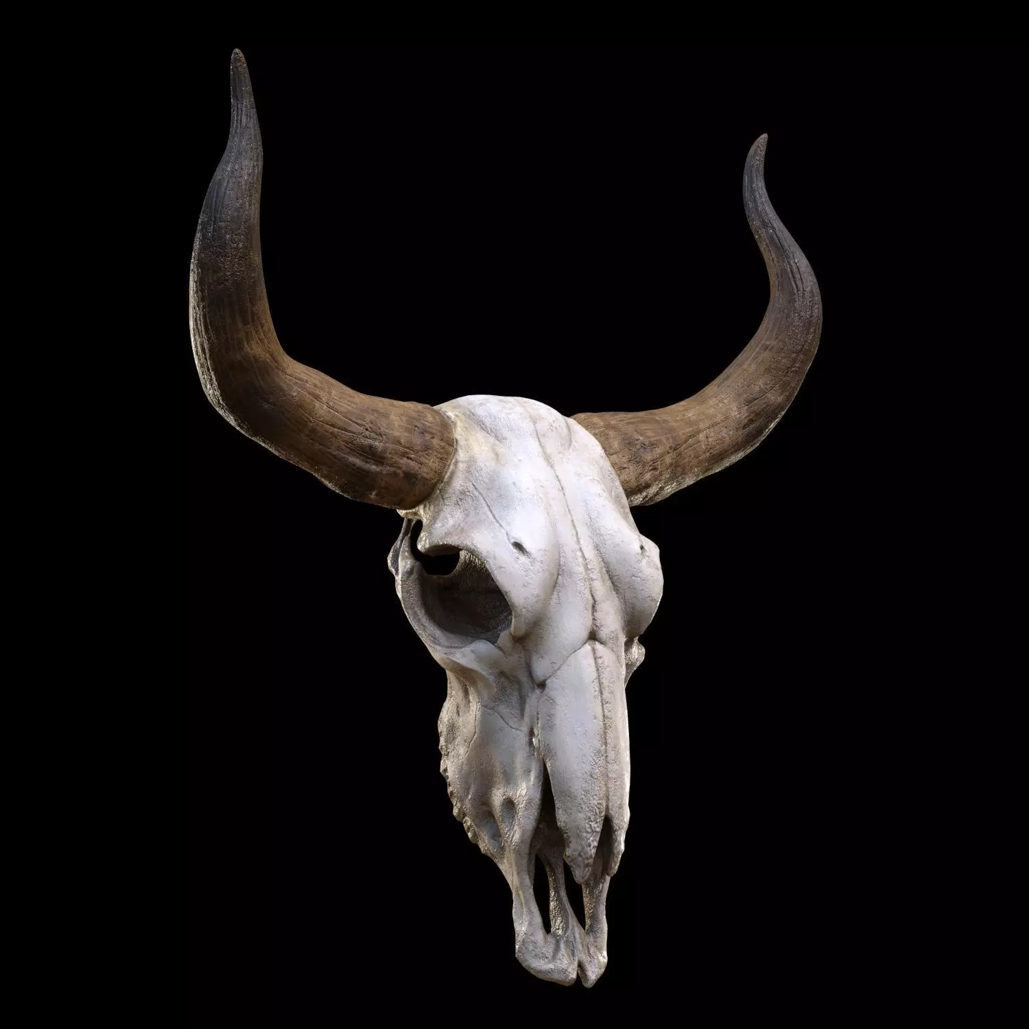 longhorn skull Low-poly 3D model_0