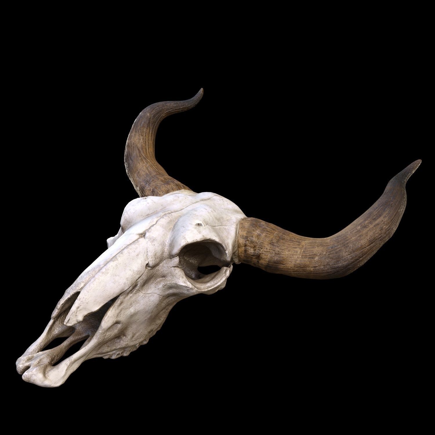 longhorn skull Low-poly 3D model_4