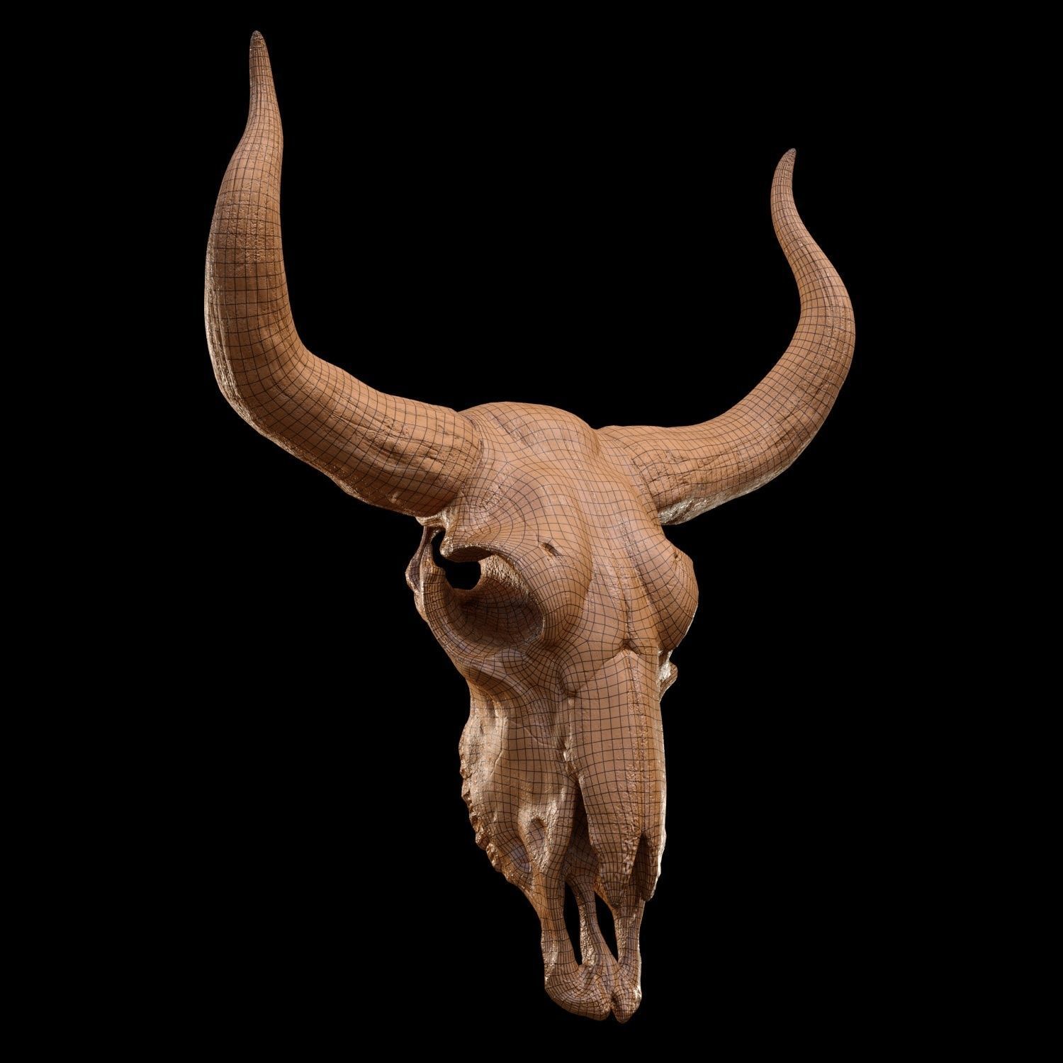 longhorn skull Low-poly 3D model_5