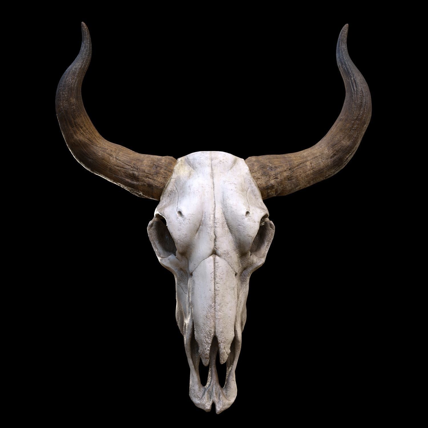 longhorn skull Low-poly 3D model_1