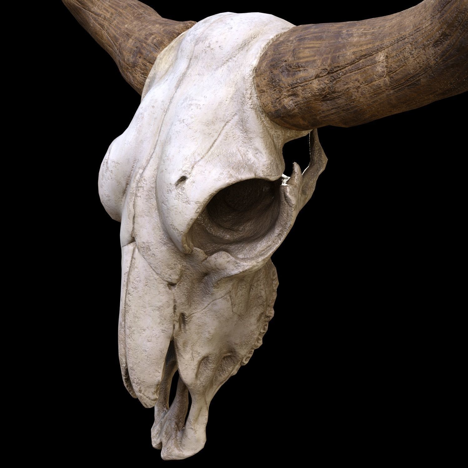 longhorn skull Low-poly 3D model_2