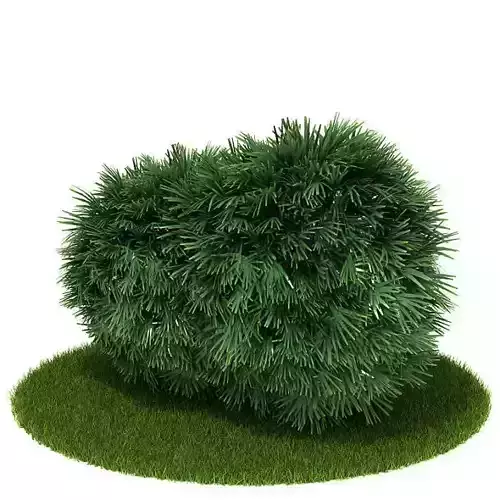 Green Pine Shrub