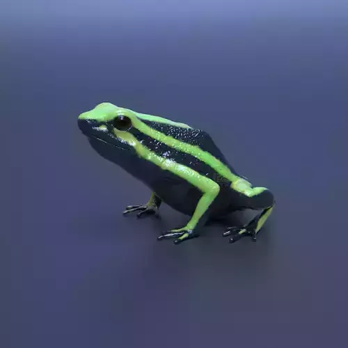 Three-striped Poison Dart Frog - Ameerega Trivittata 3D model