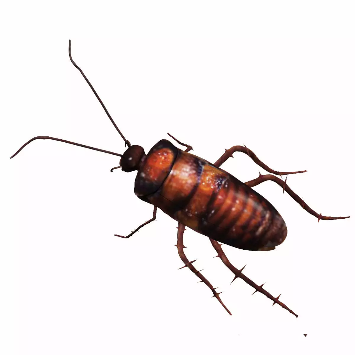 Cockroach Low-poly 3D model_0