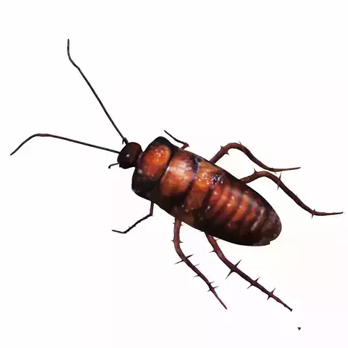 Cockroach Low-poly 3D model