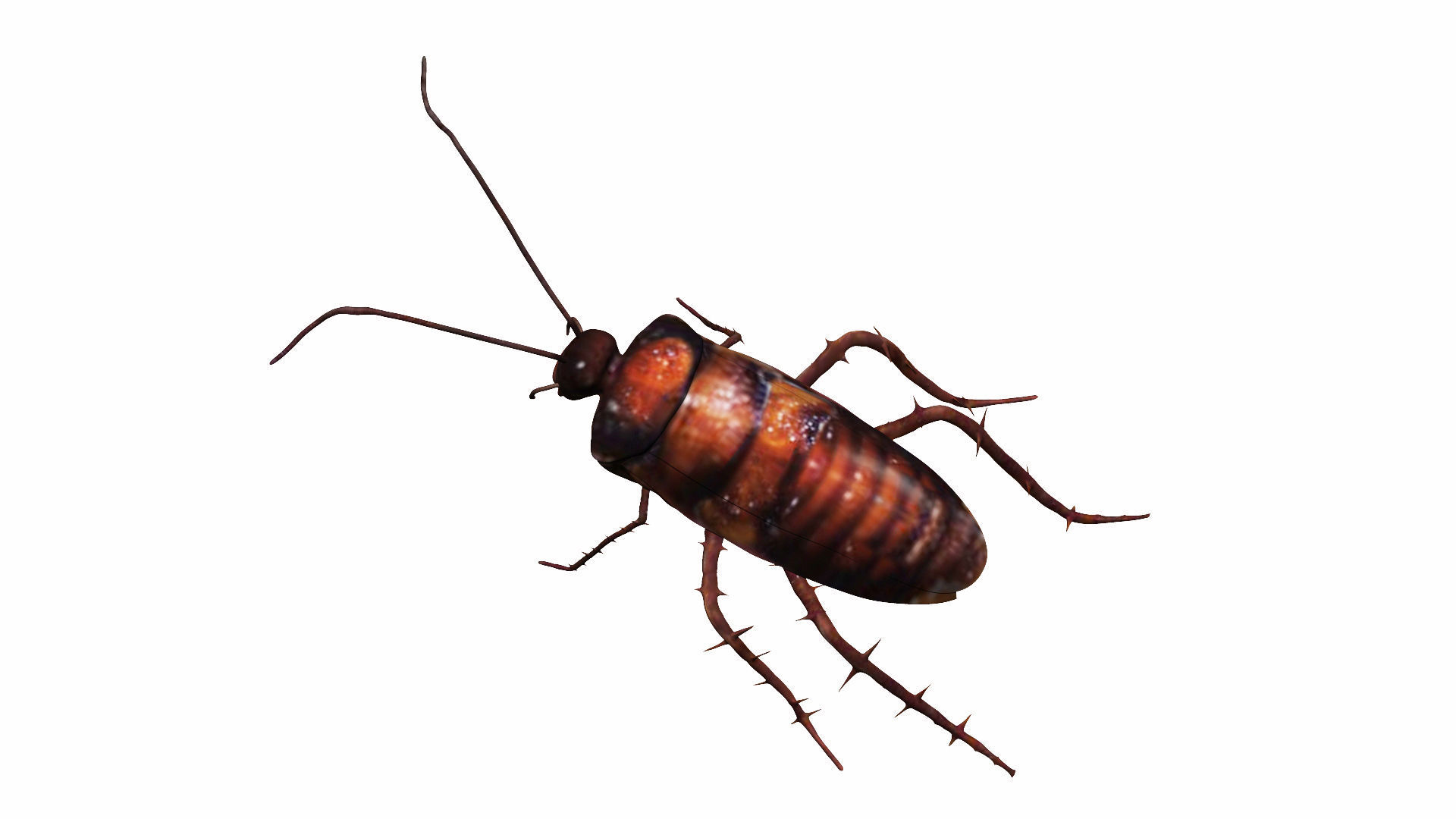 Cockroach Low-poly 3D model_5