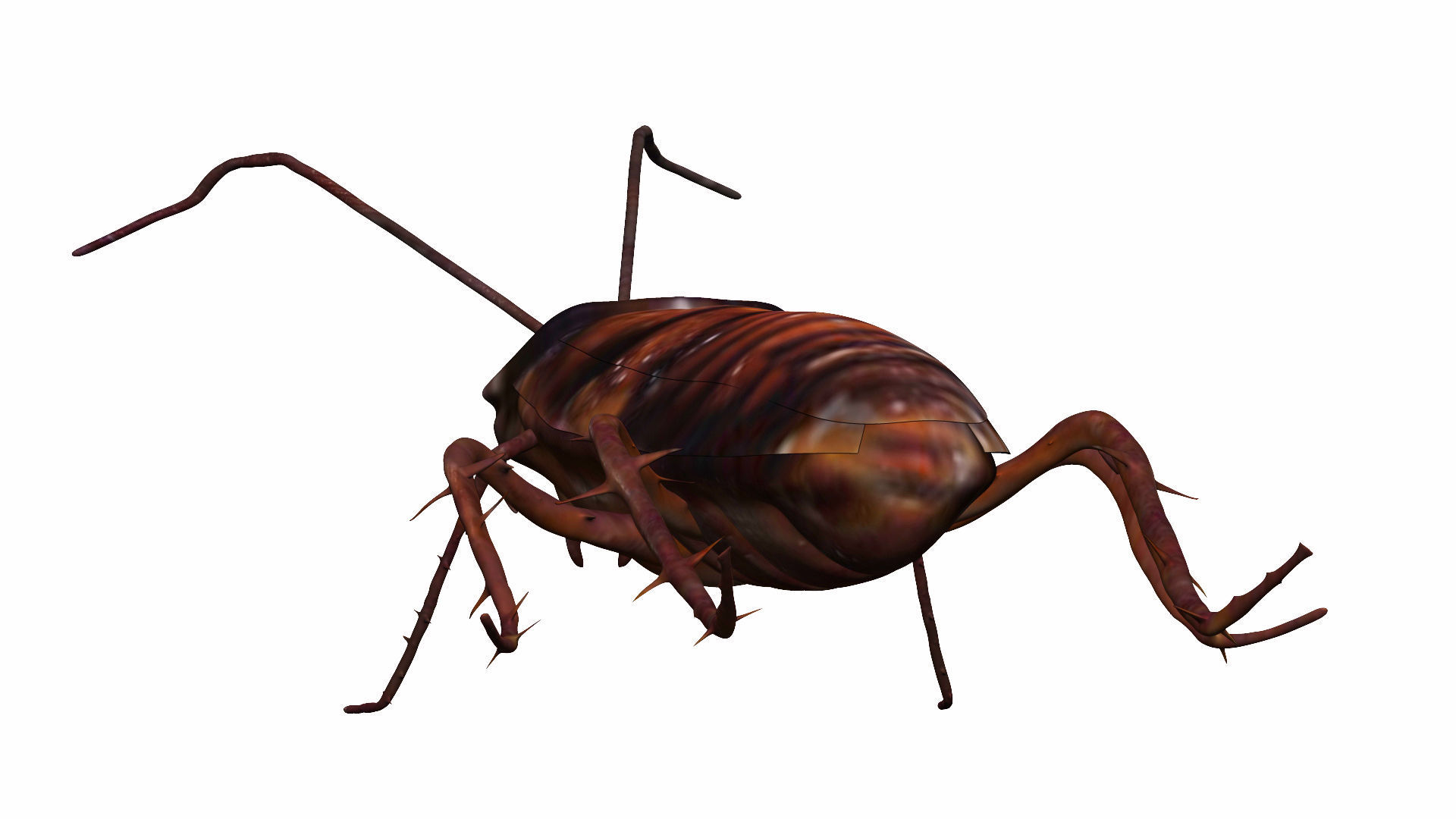 Cockroach Low-poly 3D model_1