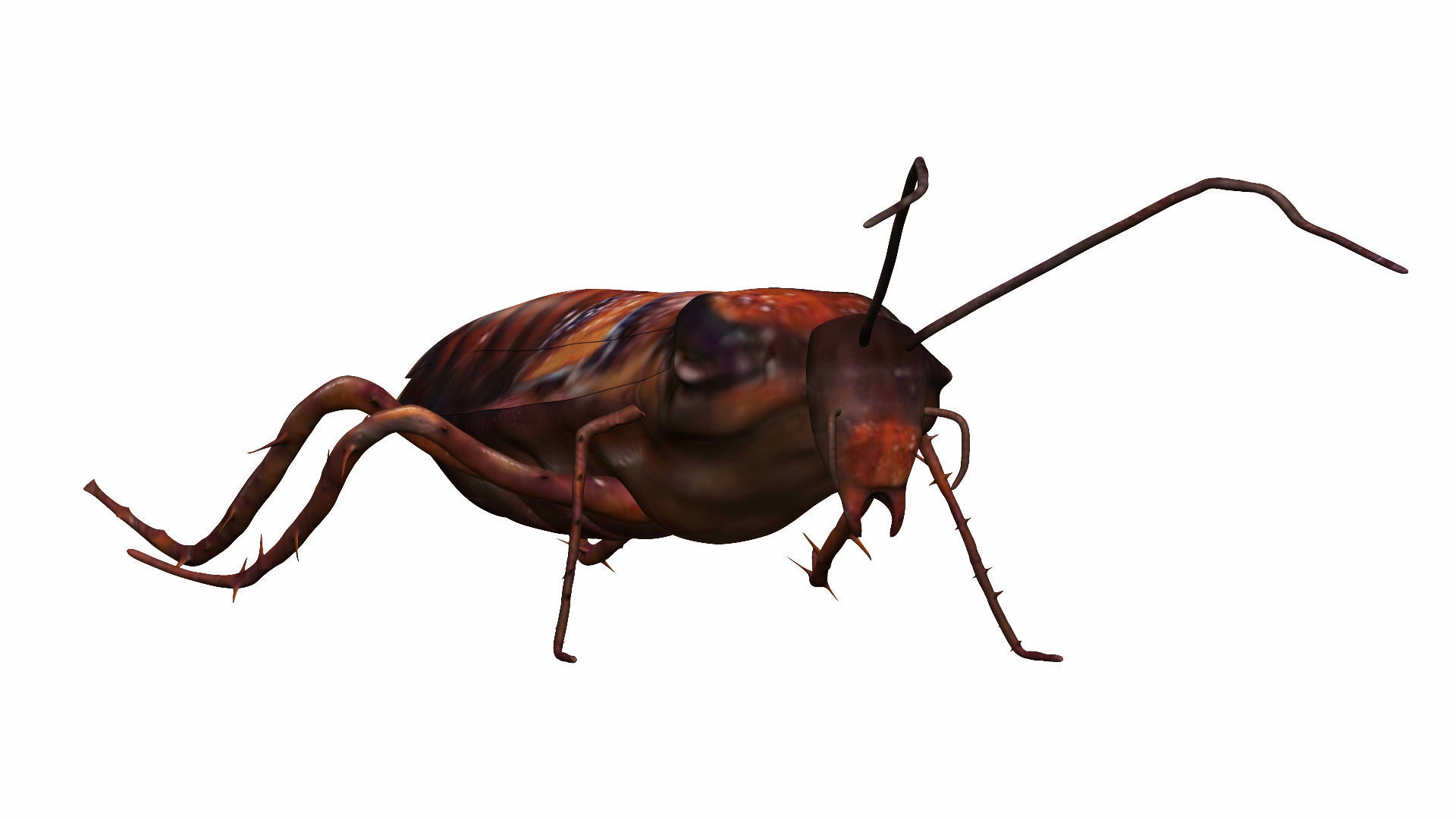 Cockroach Low-poly 3D model_4