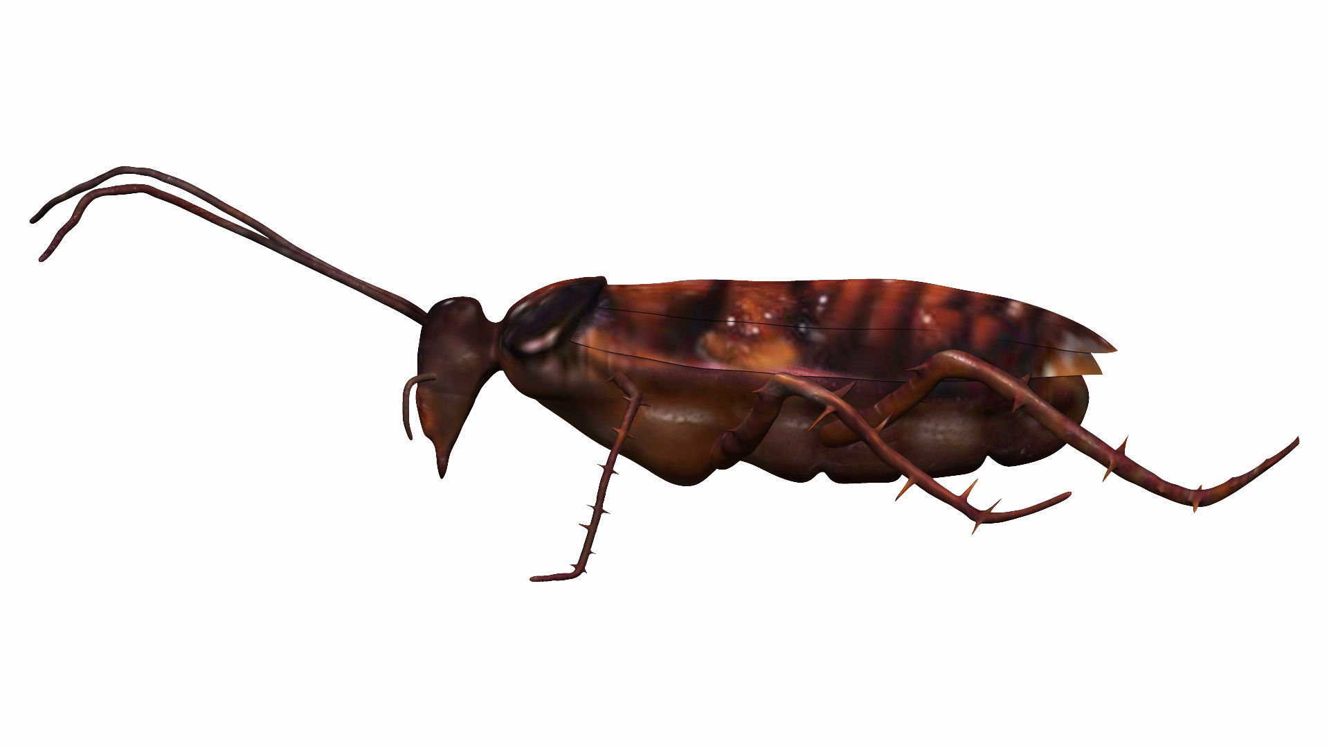 Cockroach Low-poly 3D model_2