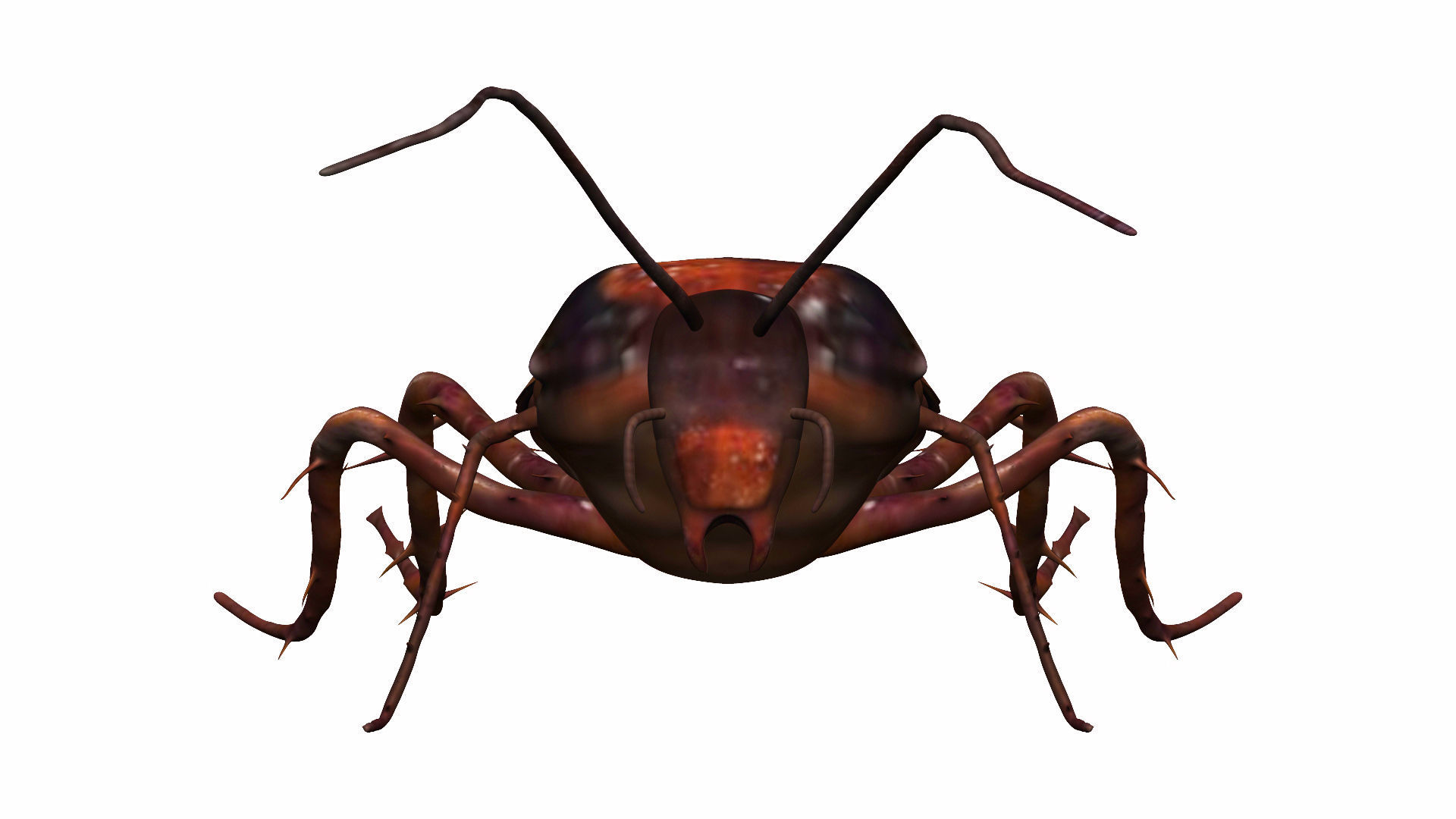 Cockroach Low-poly 3D model_3