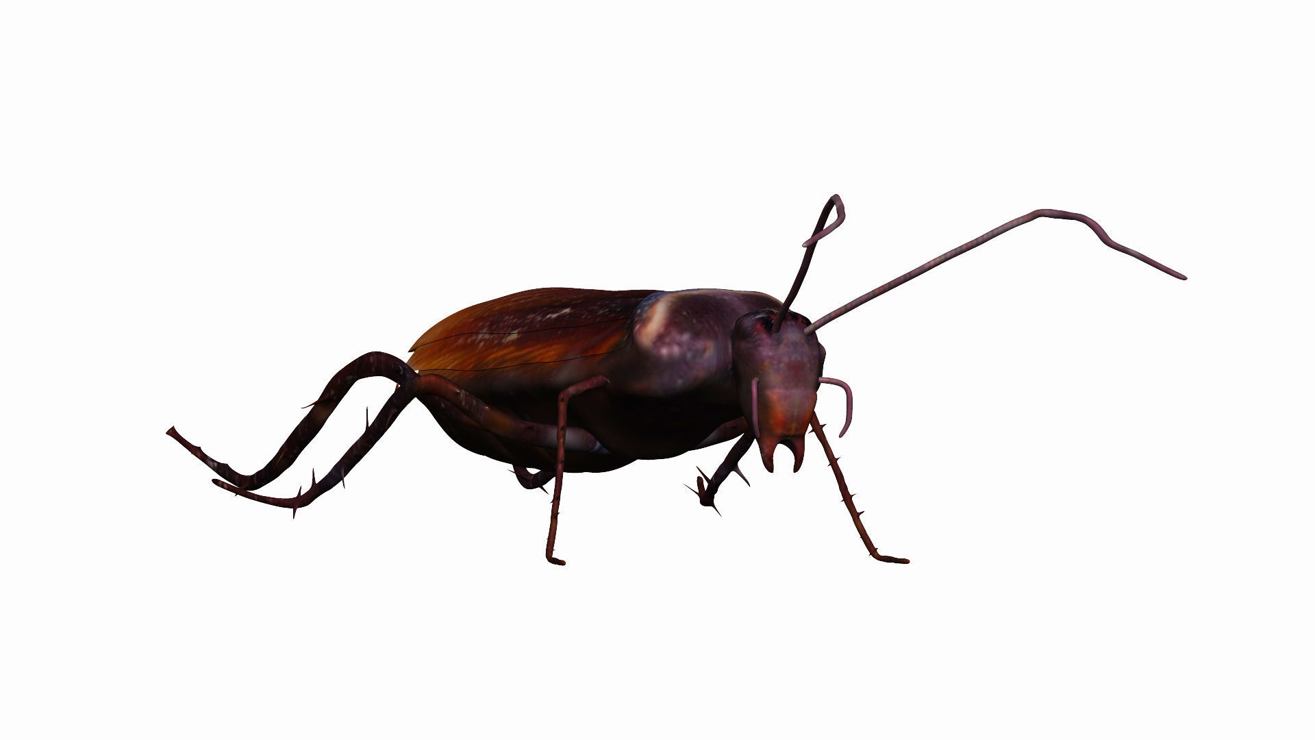 Home Cockroach Low-poly 3D model_3
