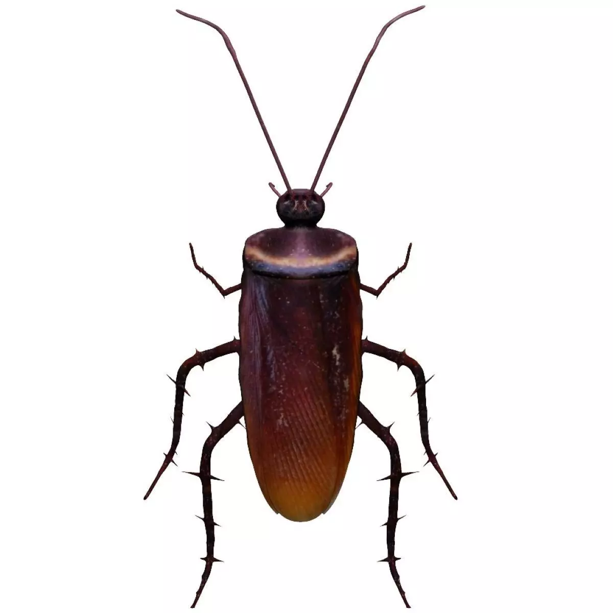 Home Cockroach Low-poly 3D model_0