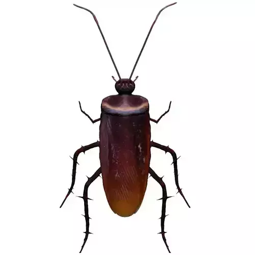 Home Cockroach Low-poly 3D model