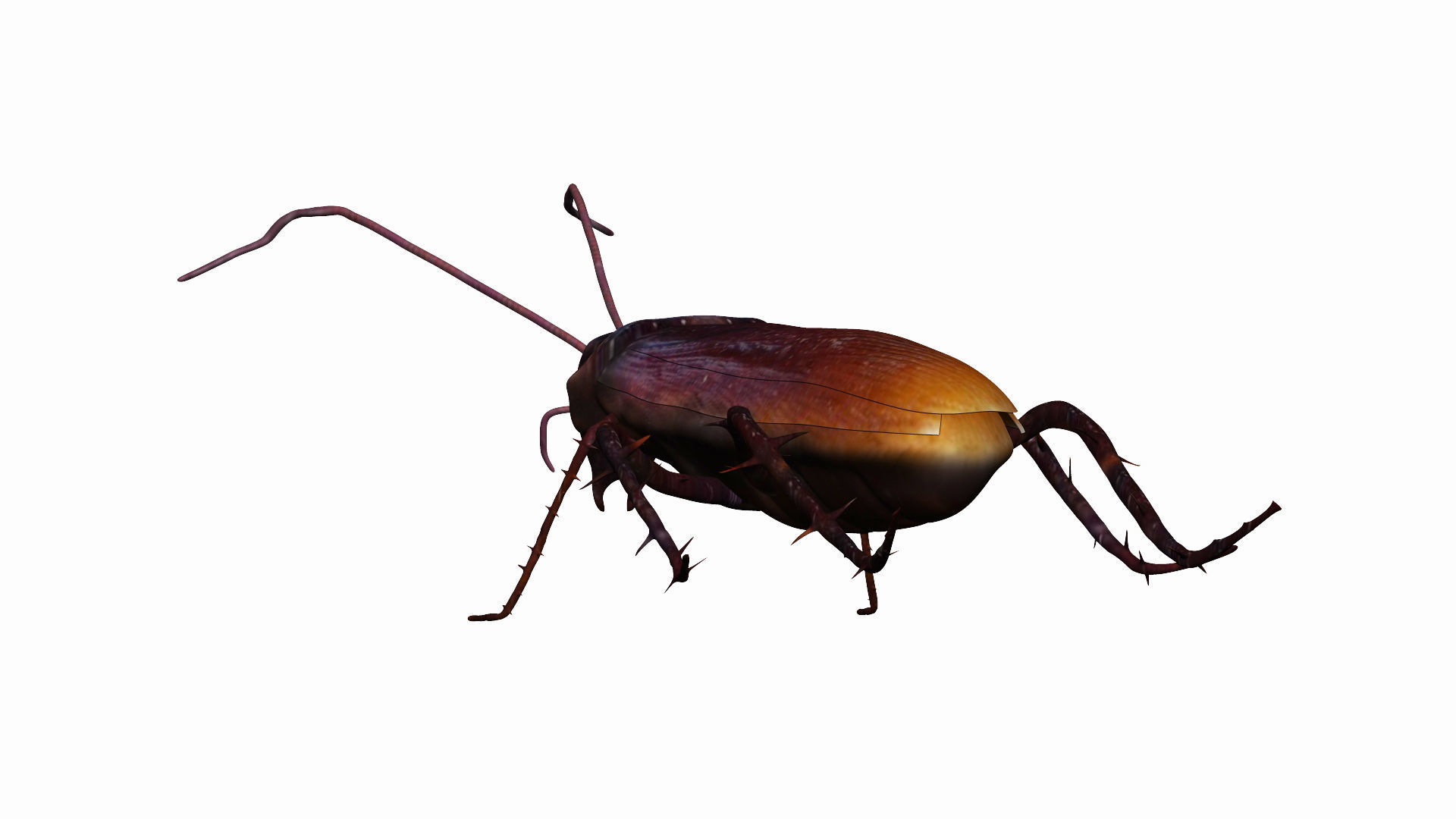 Home Cockroach Low-poly 3D model_1