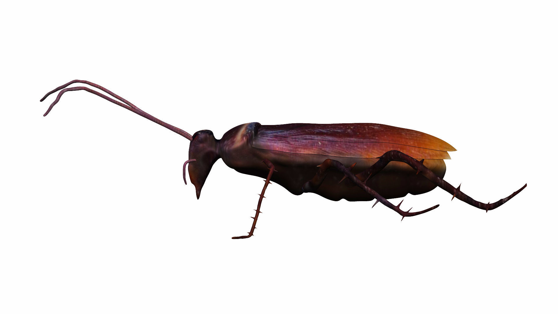 Home Cockroach Low-poly 3D model_4