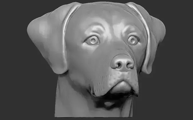 Labrador head for 3D printing 3D print model