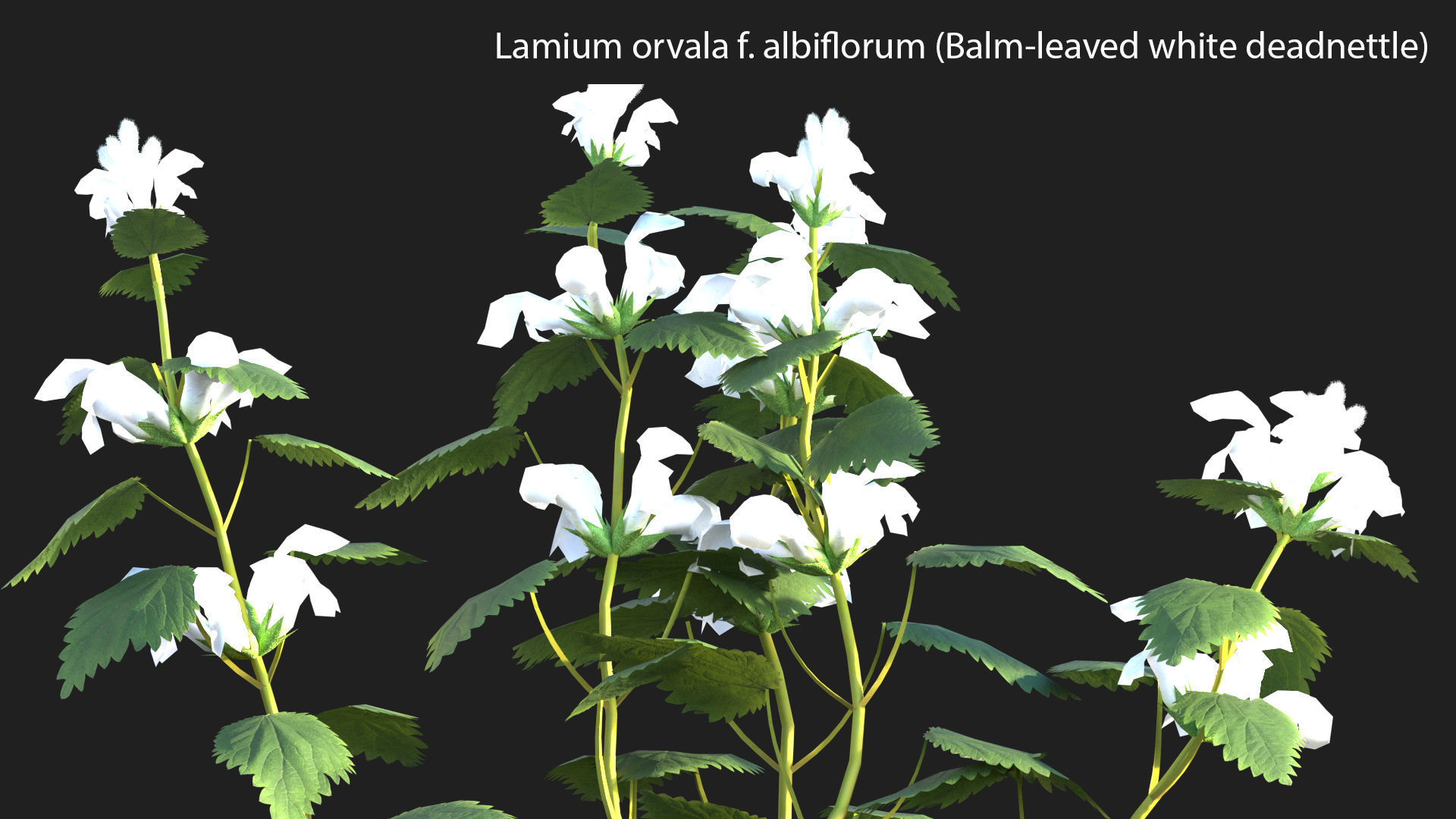 Lamium orvala - Balm-leaved white deadnettle - 01 3D model_1