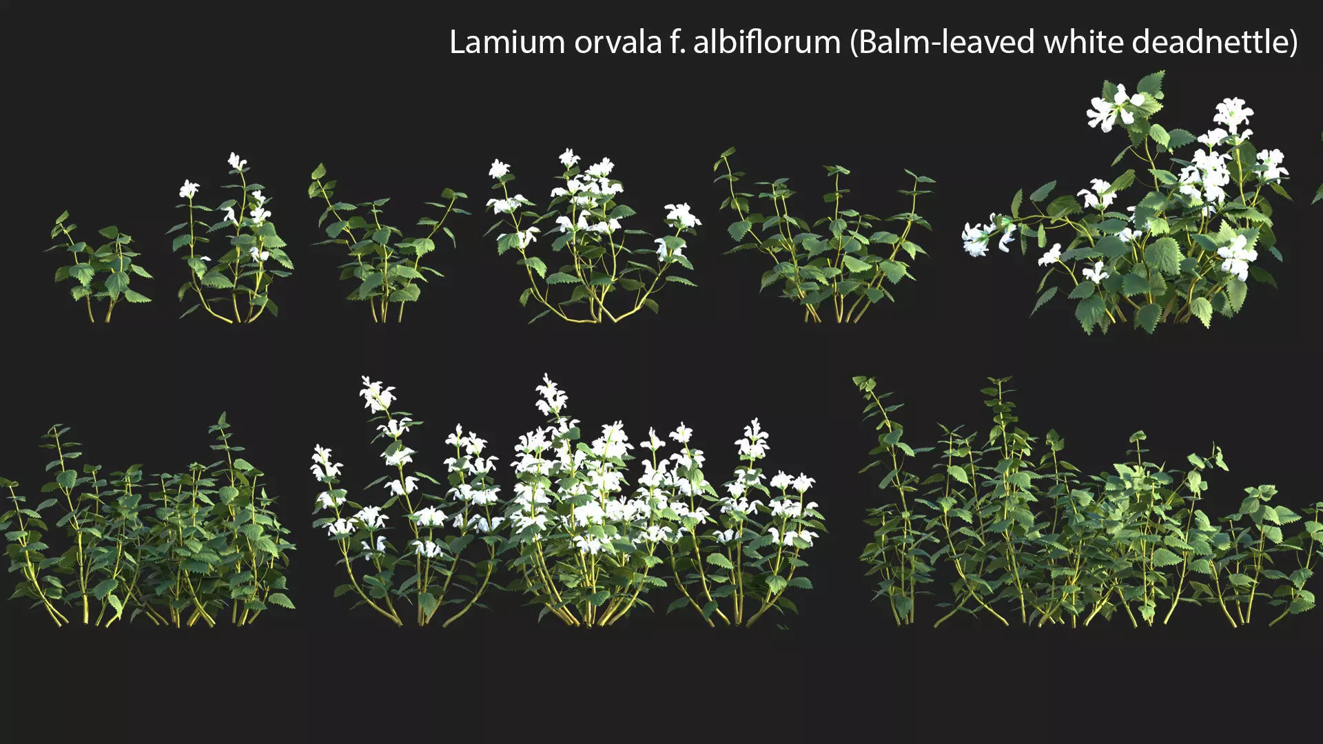 Lamium orvala - Balm-leaved white deadnettle - 01 3D model_0