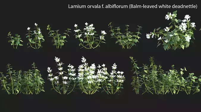 Lamium orvala - Balm-leaved white deadnettle - 01